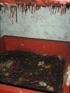 Worms