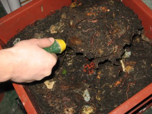 Step 8: Transfer worms