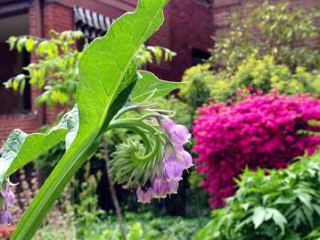 Edible Landscape in Highland Park, Pittsburgh
