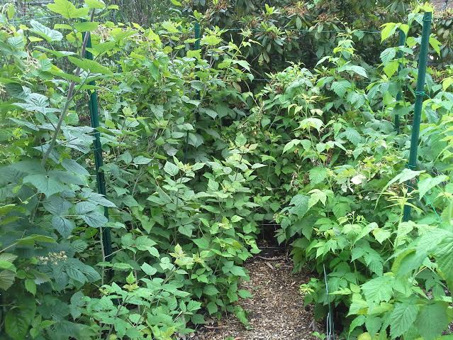 Edible Landscape in Highland Park, Pittsburgh