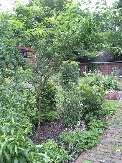Edible Landscape in Highland Park, Pittsburgh